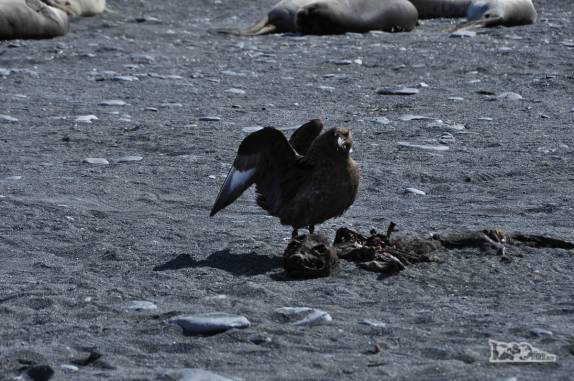 Um petrel sobre a carcaça de um pequeno elefante-marinho na praia de Gold Harbour, na Geórgia do Sul